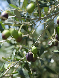 14 olive310318olive.png