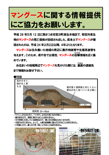 1 1chirashi010524mongoose.png