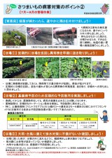 1taisaku20260610satsumaimo.jpg