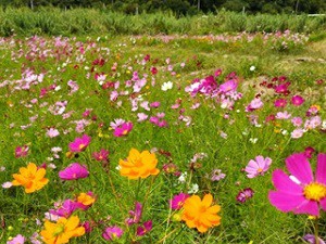 1cosmos20240509kushimiryoku.jpg