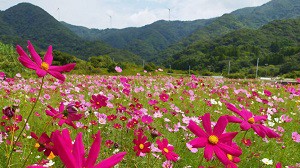 2cosmos050508kushimiryoku.jpg